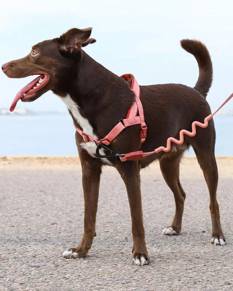 Softerwalk No-Pull Dog Harness In Canyon (Final Sale) 1
