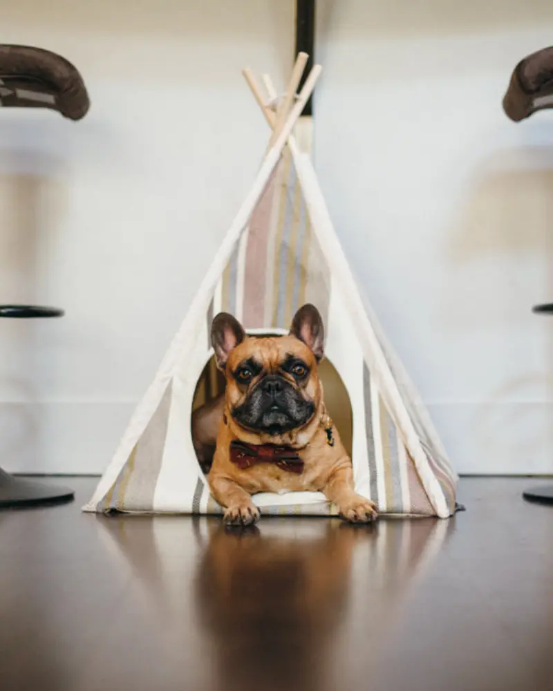 Striped Pet Teepee In Seacoast (Drop-Ship) 1