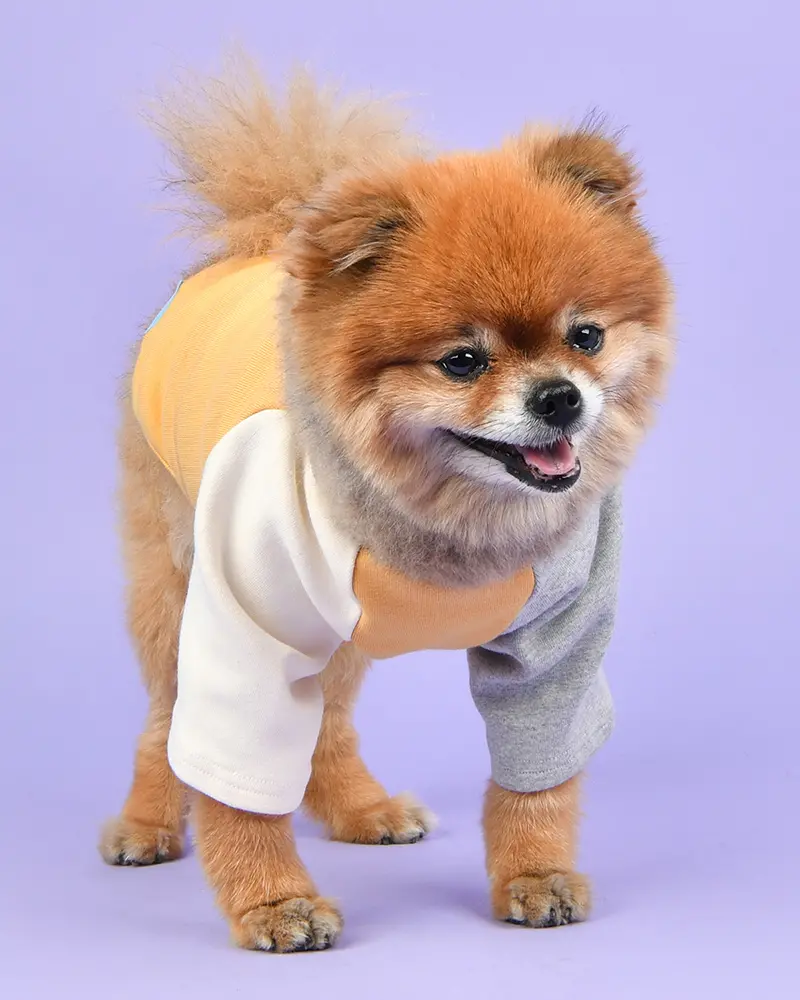 Color Block Dog T-Shirt In Yellow 1