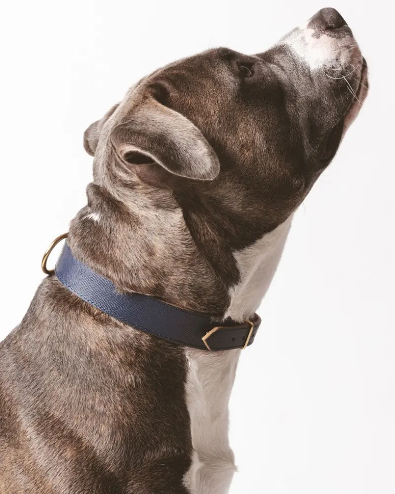 Moni Dog Collar In Navy Leather (Made In Italy) (Final Sale) 1