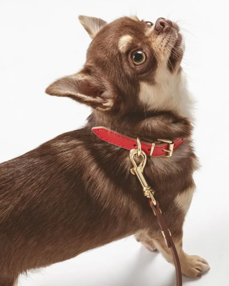 Small Dog Collar In Red Leather (Made In Italy) (Final Sale) 3
