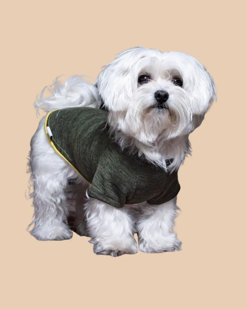 Knit Dog Sweater In Khaki Green W/ Yellow Trim (Made In Spain) (Final Sale) 4