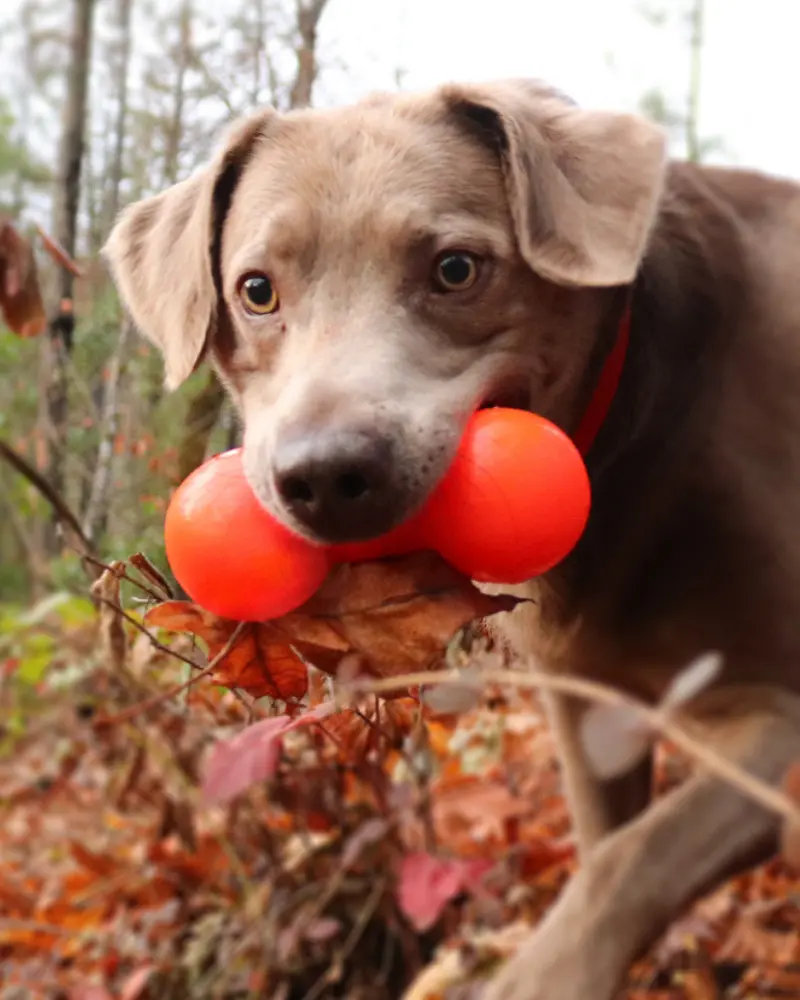 Bar-Bell Rubber Dog Toy(Guaranteed Tough)(Made In The Usa) 2