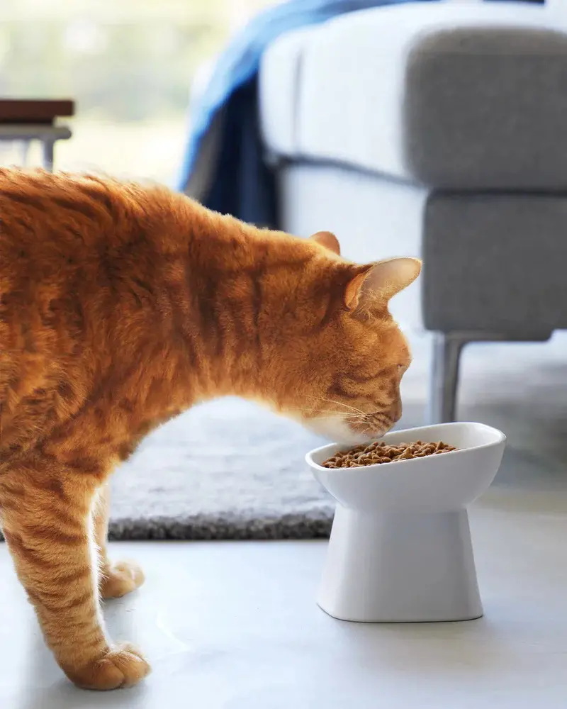 Tilted Pet Food Bowl 1