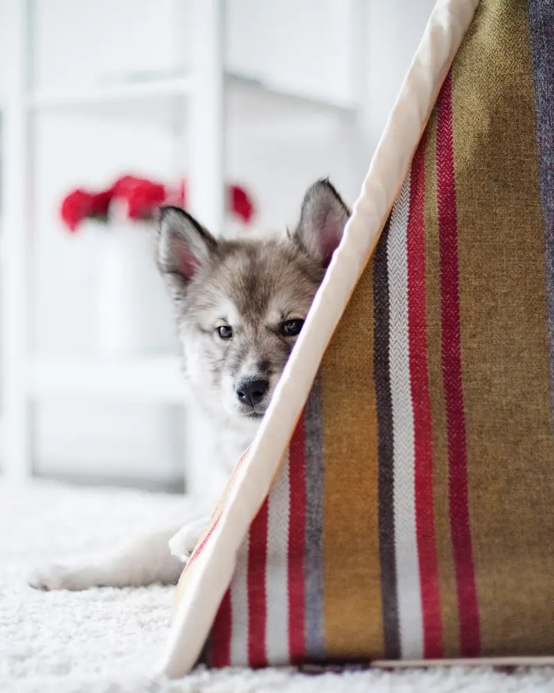 Horizon Pet Tent In Woodland (Direct-Ship) 1