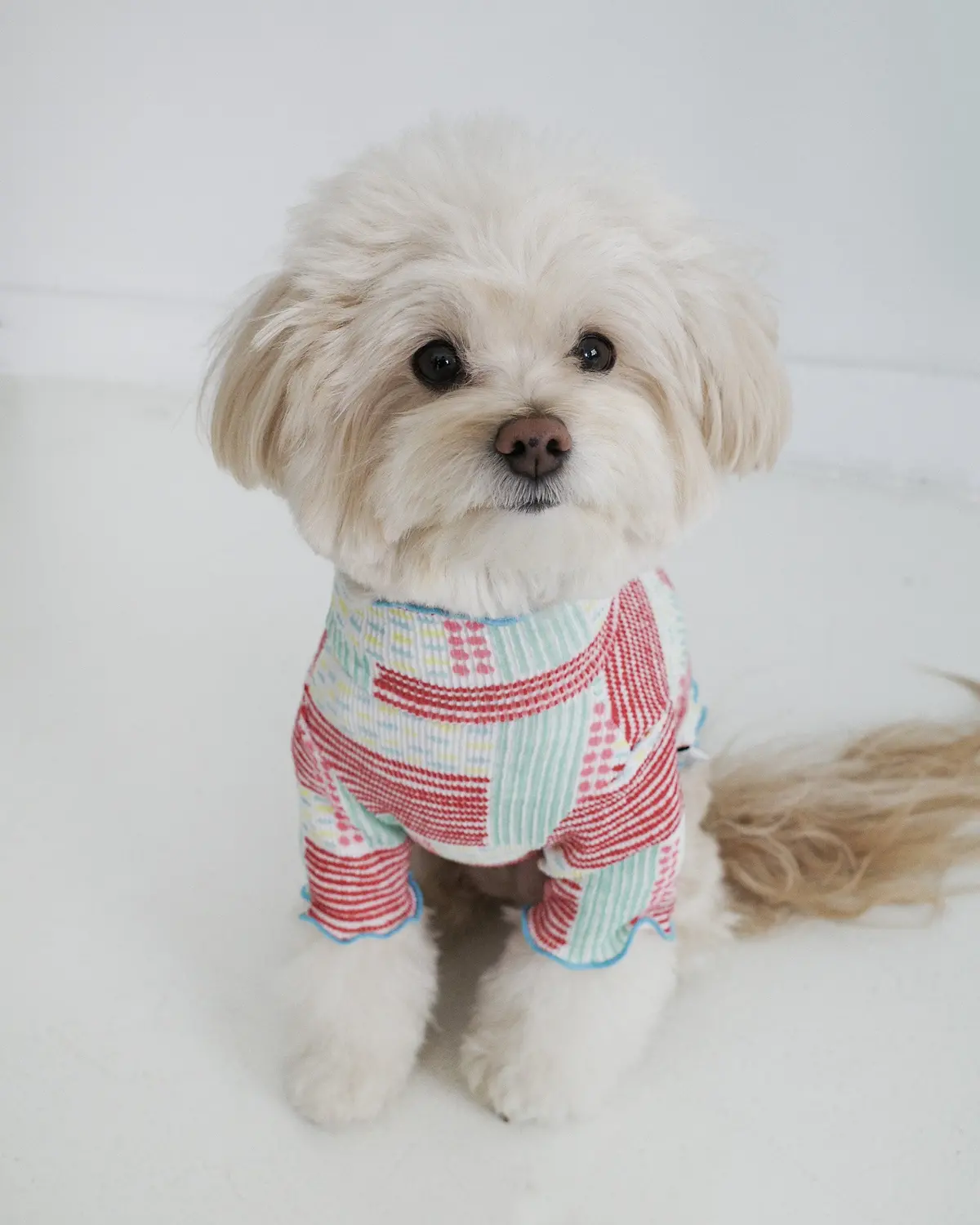 Spring Lettuce Dog T-Shirt 1