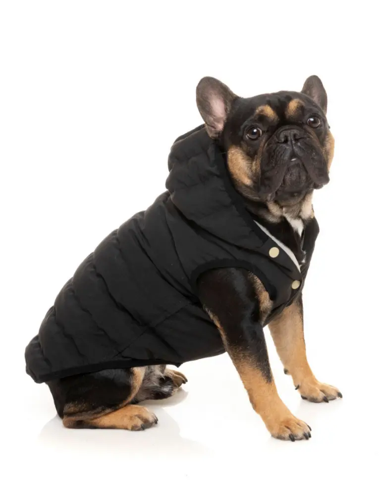 Black Aspen Puffer Dog Jacket  << Final Sale >> 1
