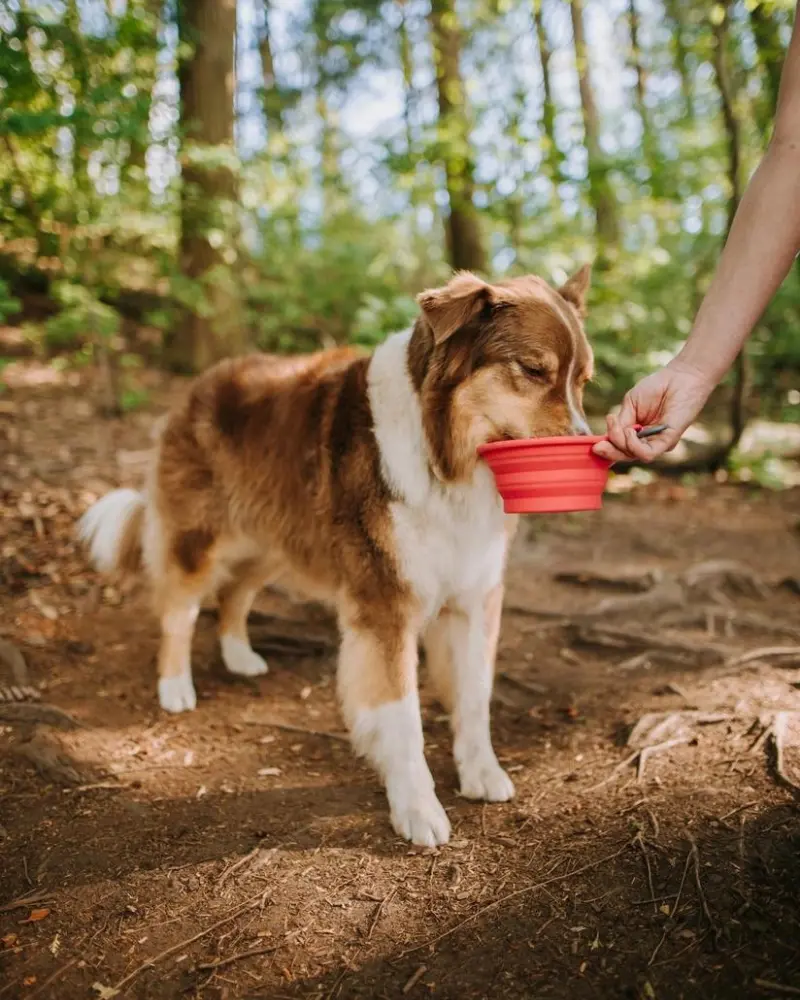 Silicone Collapsible Dog Bowls 1
