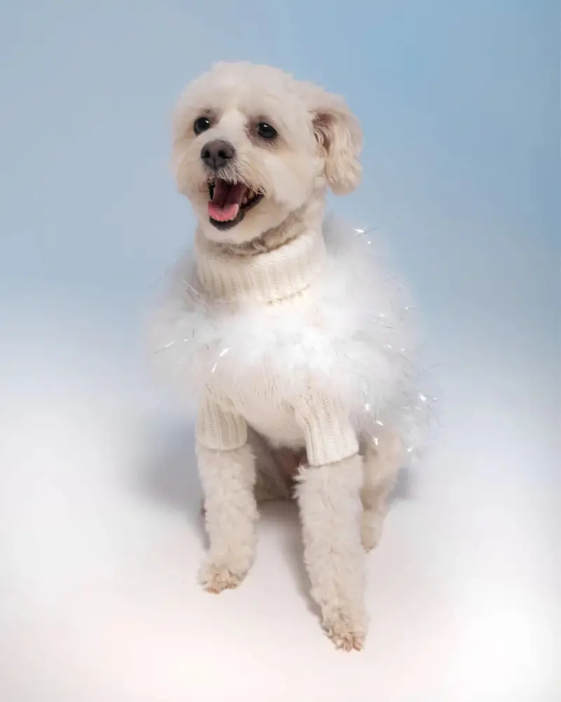 Angel Glitz Dog Jumper In Snow White (Final Sale) 1