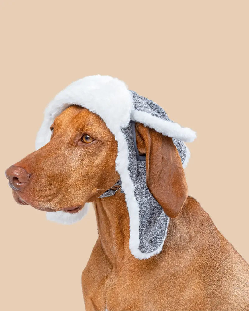 Arctic Air Aviator Dog Hat 1