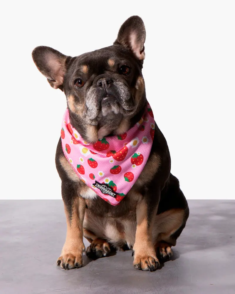 Strawberry Dog Cooling Bandana (Final Sale) 1