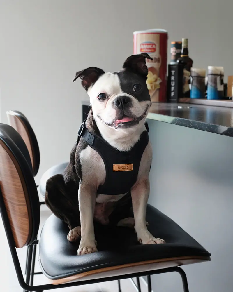 Comfort Dog Harness In Black 1