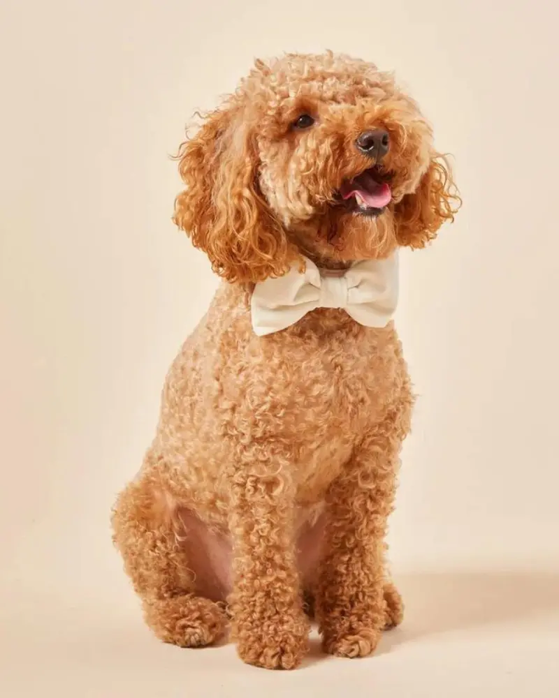Ivory Velvet Dog Bow Tie (Made In The Usa) (Final Sale) 1