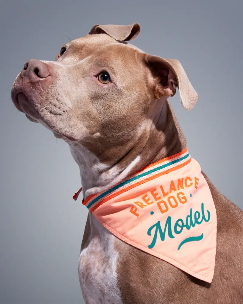 Freelance Dog Model Bandana (Final Sale) 1