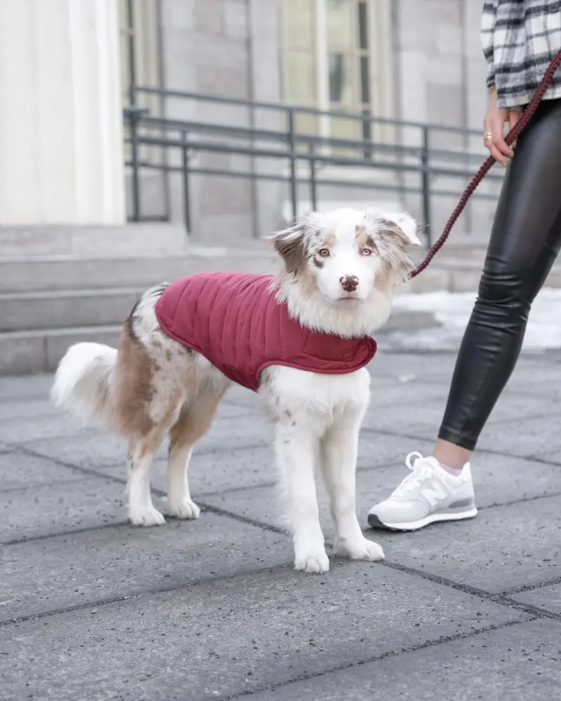 Reversible Puffer Dog Jacket In Burgundy 1