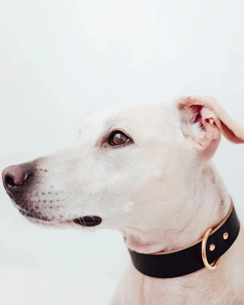 Moni Dog Collar In Black Leather (Made In Italy) (Wide) 1