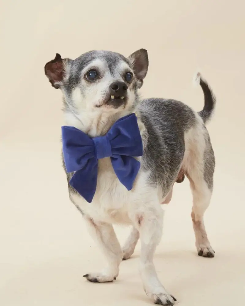 Navy Velvet Dog Lady Bow (Made In The Usa) (Final Sale) 1