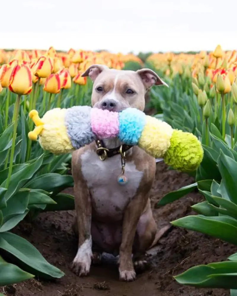 Pastel Caterpillar Jumbo Dog Toy (Final Sale) 1