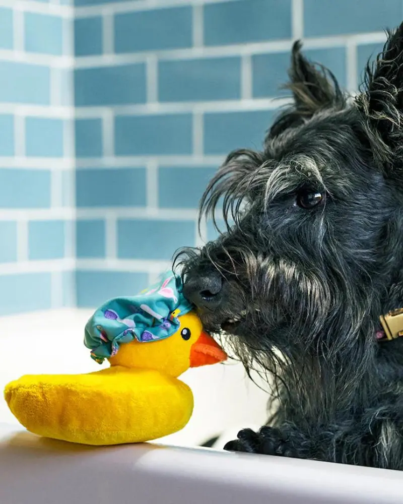 Bubbles The Duck Squeaky Plush Dog Toy 1