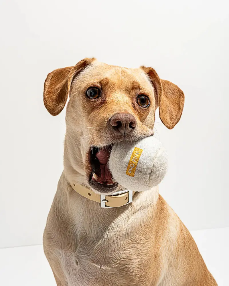 Tennis Balls In White (4-Pack) 1