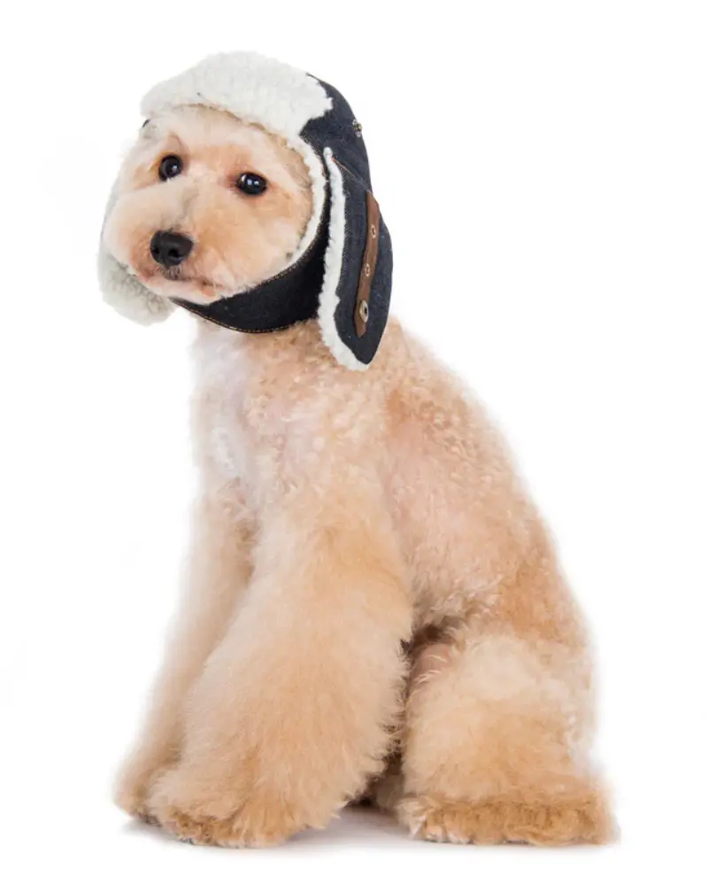 Denim & Sherpa Trapper Dog Hat (Final Sale) 1