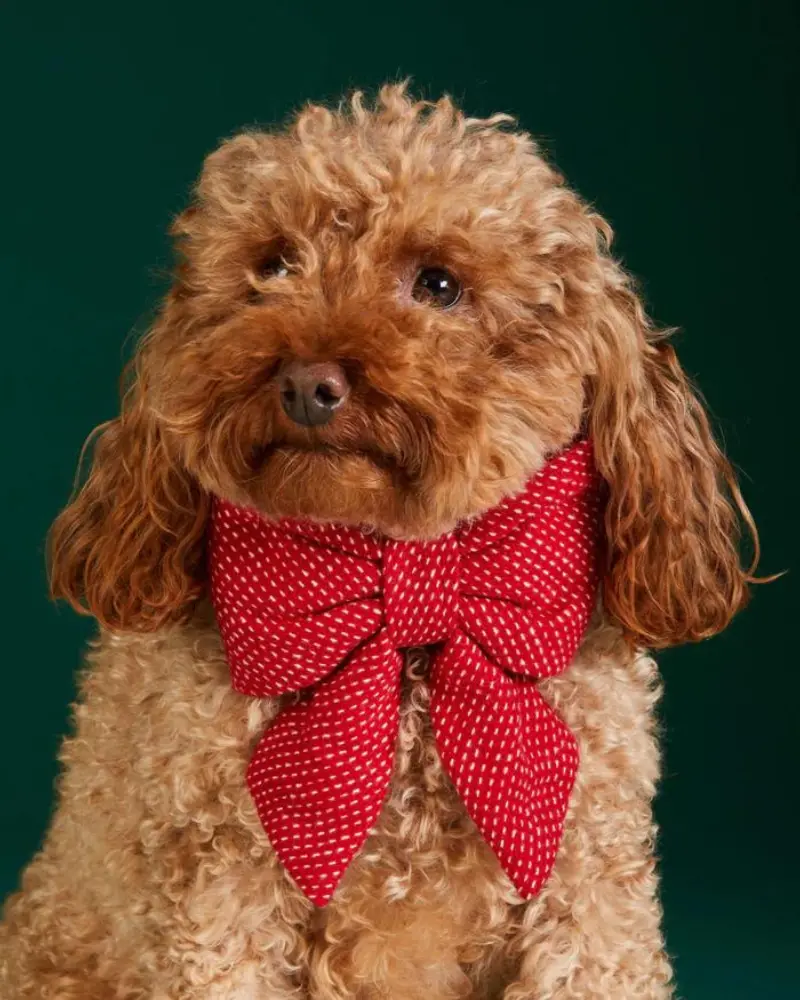 Berry Stitch Dog Lady Bow (Made In The Usa) 1