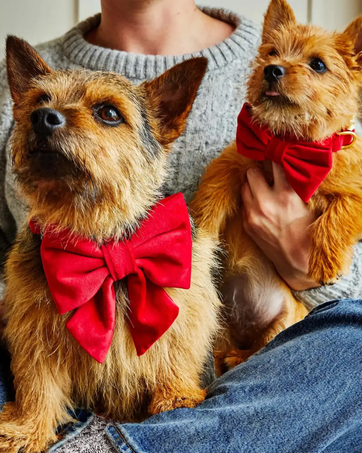 Cranberry Velvet Dog Bow (Made In The Usa) 2