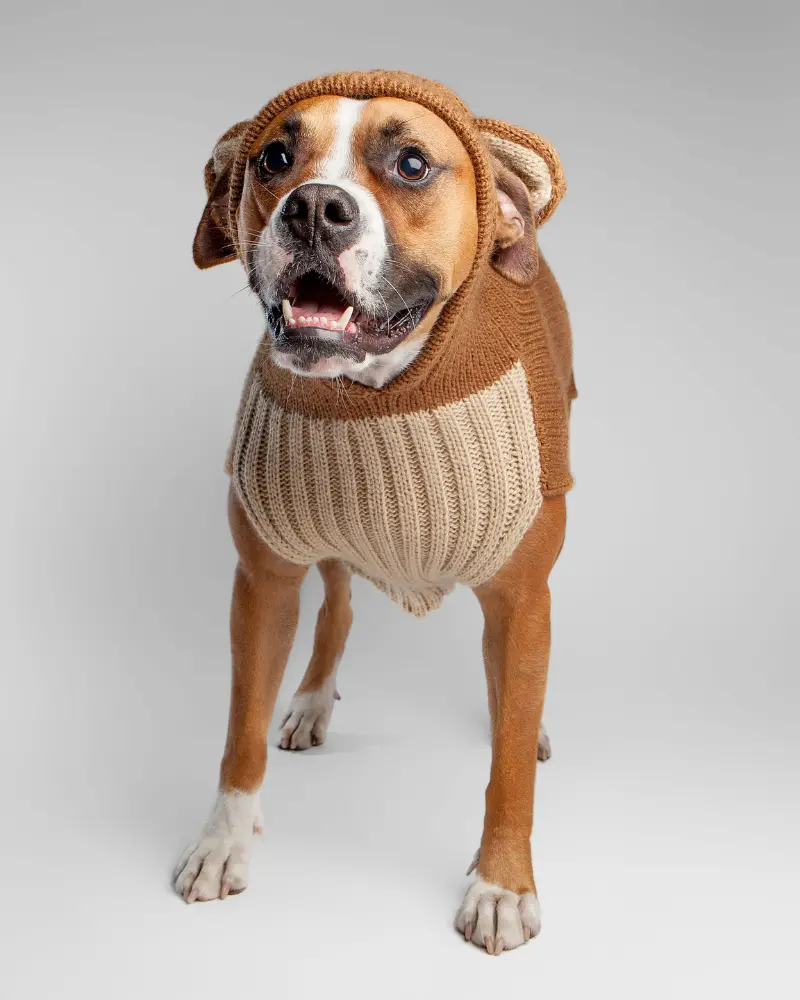 Teddy Bear Handknit Dog Sweater 1