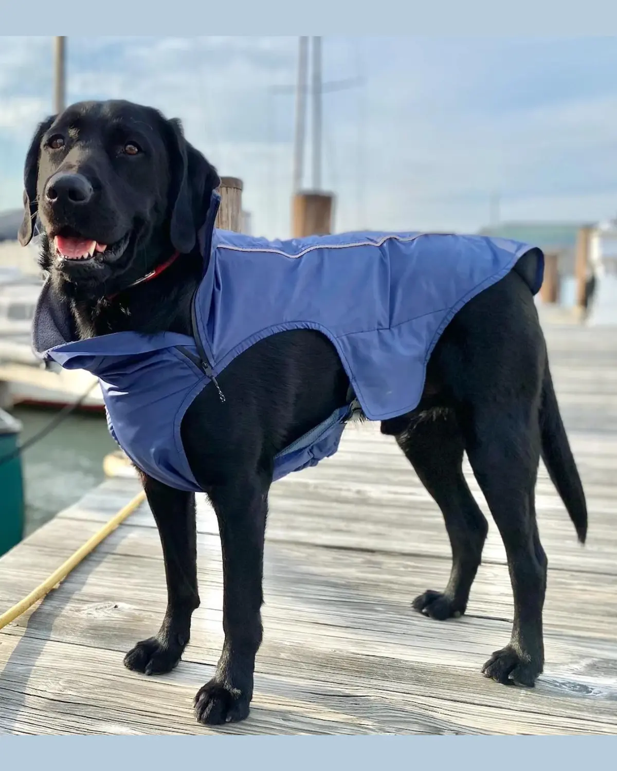 Narragansett Bay Dog Sailing Jacket (Final Sale) 1
