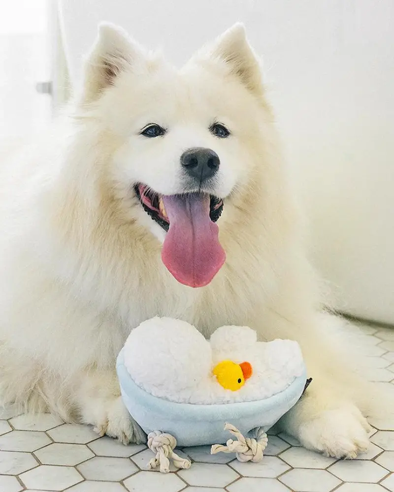 Rub-A-Dub-Tub Squeaky Plush Dog Toy 1
