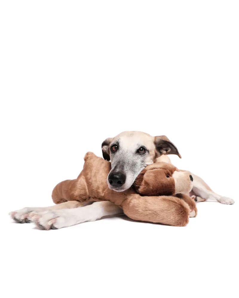 Sadie Bear Squeaky Dog Plush Toy 1