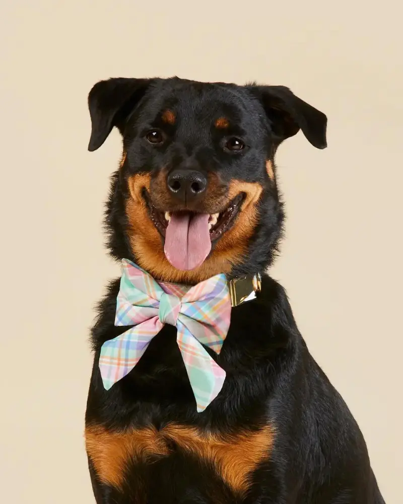 Blooming Plaid Lady Dog Bow (Final Sale) 1