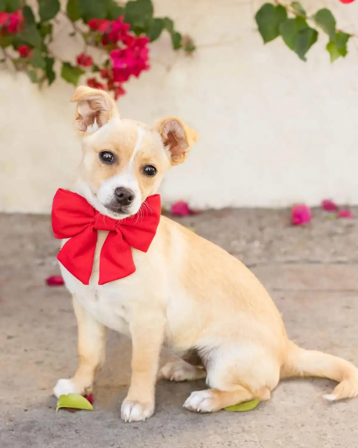 Ruby Lady Dog Bow 1