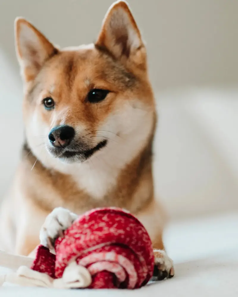 Lollipop Enrichment Holiday Dog Toy 2