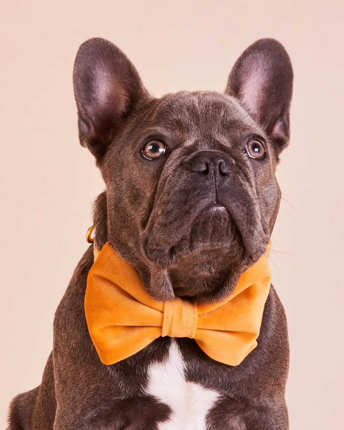 Honey Velvet Dog Bow Tie (Made In The Usa) (Final Sale) 1