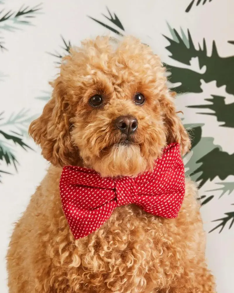 Berry Stitch Dog Bow Tie (Made In The Usa) 1