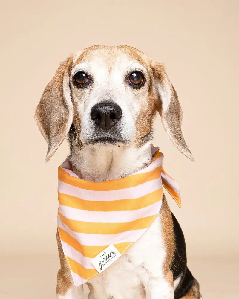 Nusa Striped Dog Bandana 1