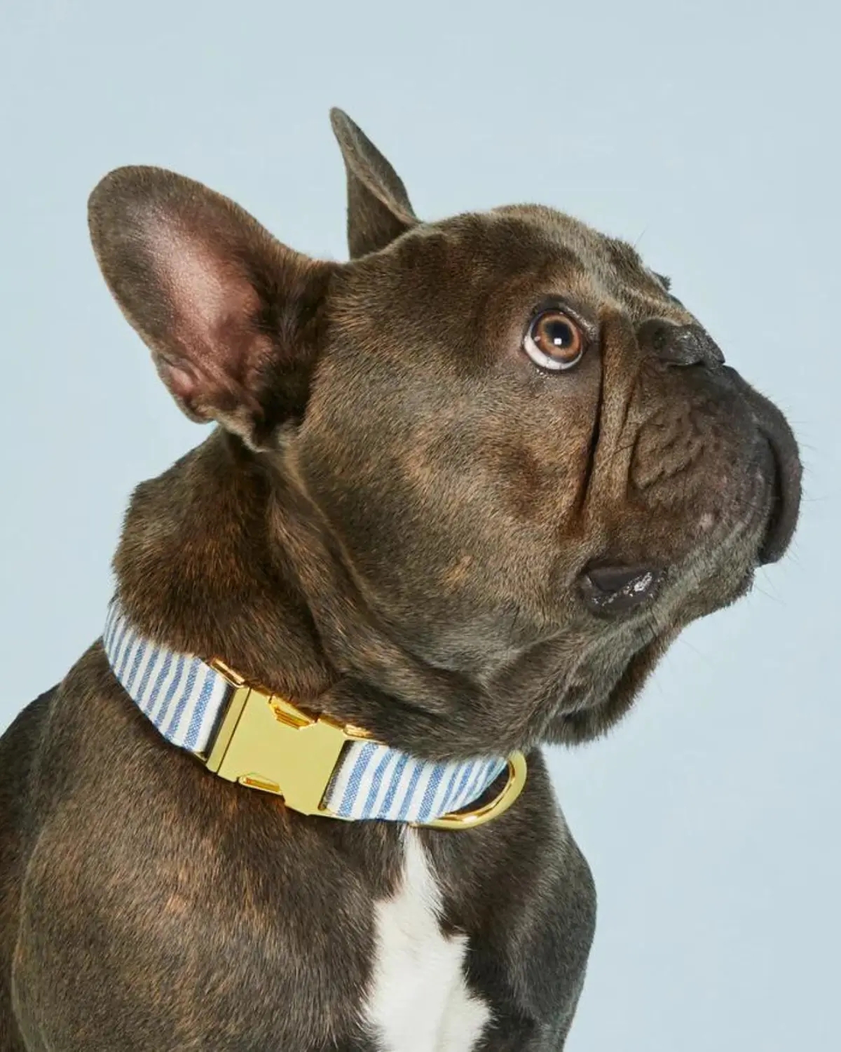 Lake Blue Stripe Dog Collar 1