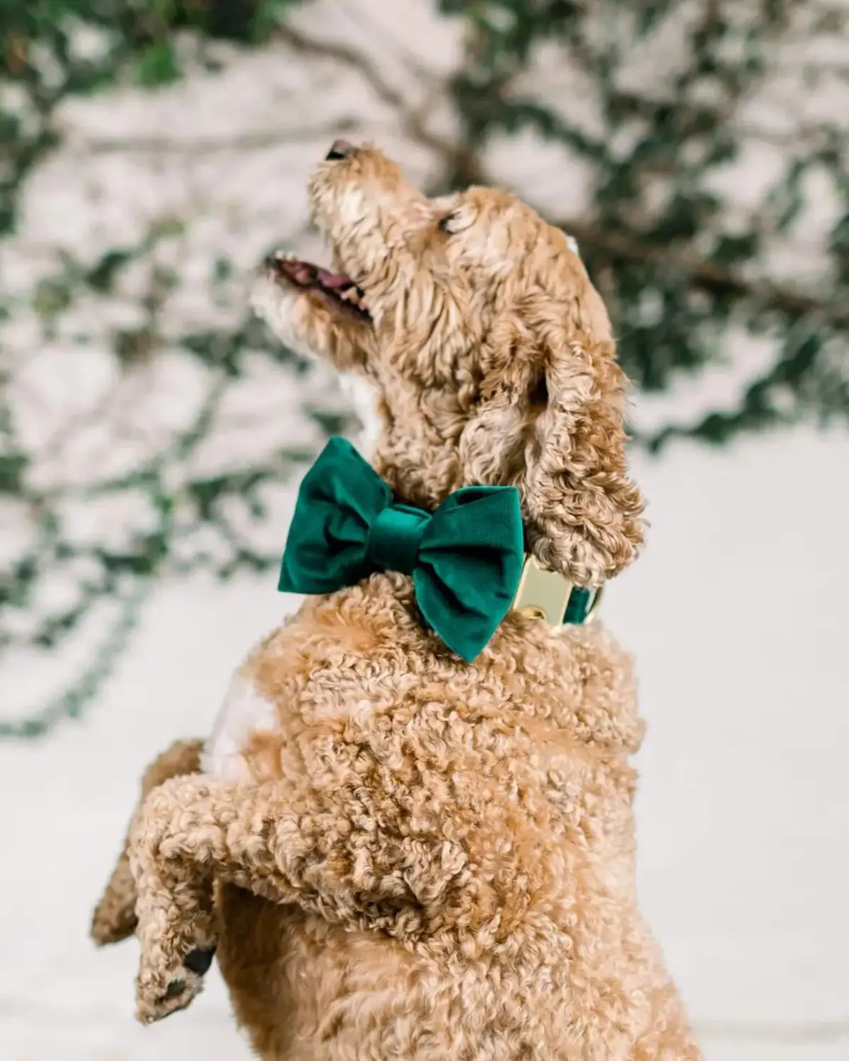 Forest Green Velvet Dog Bow Tie 1