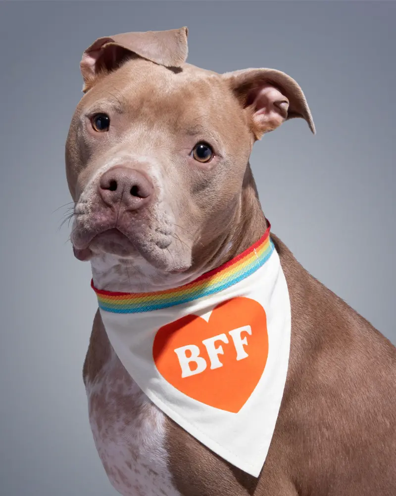 Bff Dog Bandana 1