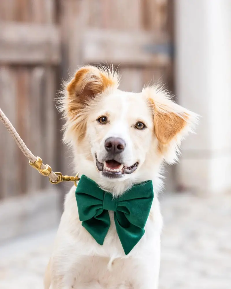 Forest Green Velvet Lady Dog Bow Tie (Made In The Usa) 1