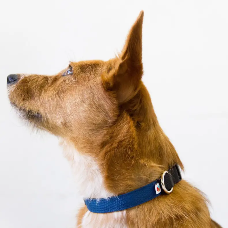 Funston Dog Collar In Navy (Made In The Usa) (Final Sale) 1