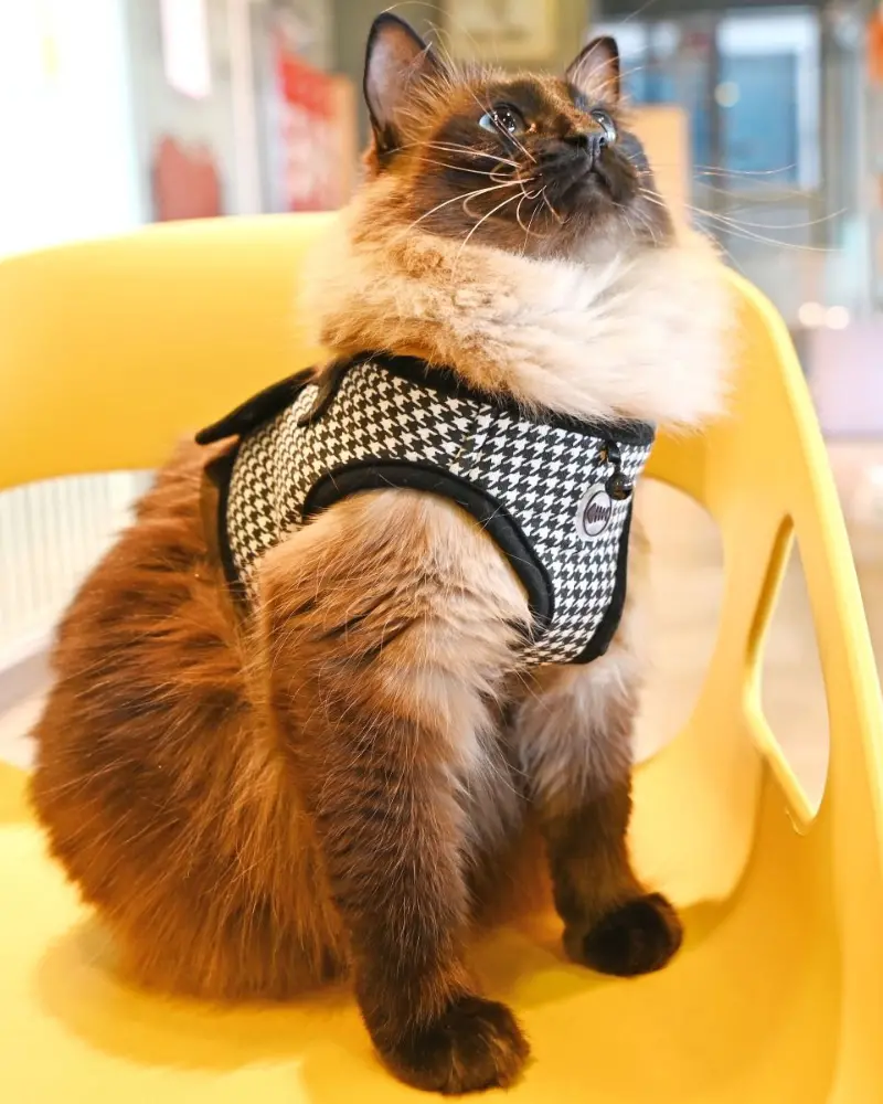 Houndstooth Step-In Cat Harness (Final Sale) 1