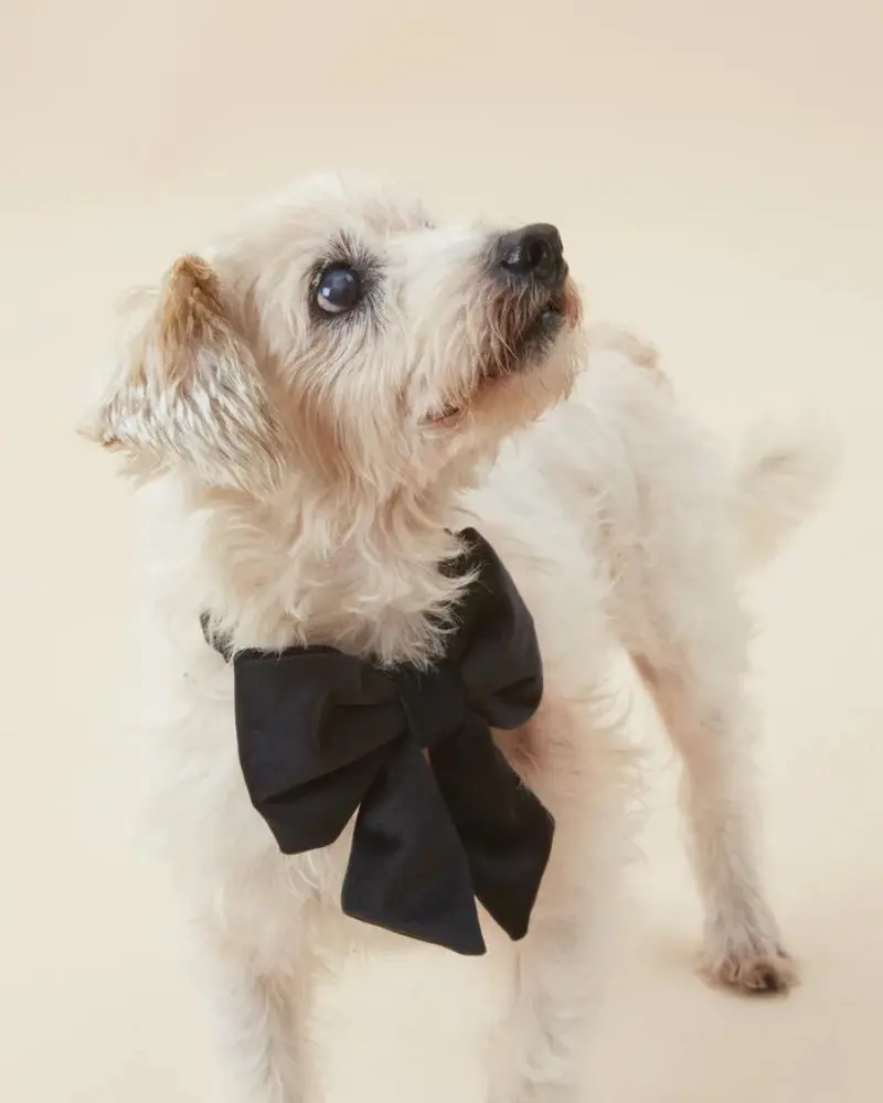 Black Velvet Dog Lady Bow (Made In The Usa) (Final Sale) 1