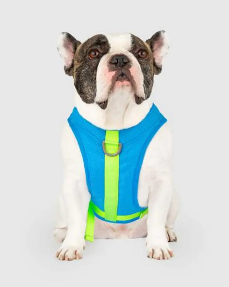 Chill Seeker Cooling Dog Harness In Blue And Green << Clearance >> 1