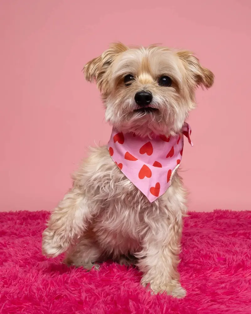 Lovesong Heart Dog Bandana (Final Sale) 1