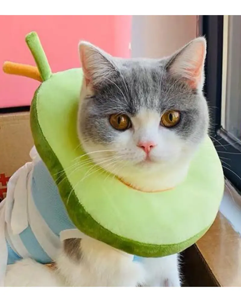 Small Dog & Cat Avocado Cone 1