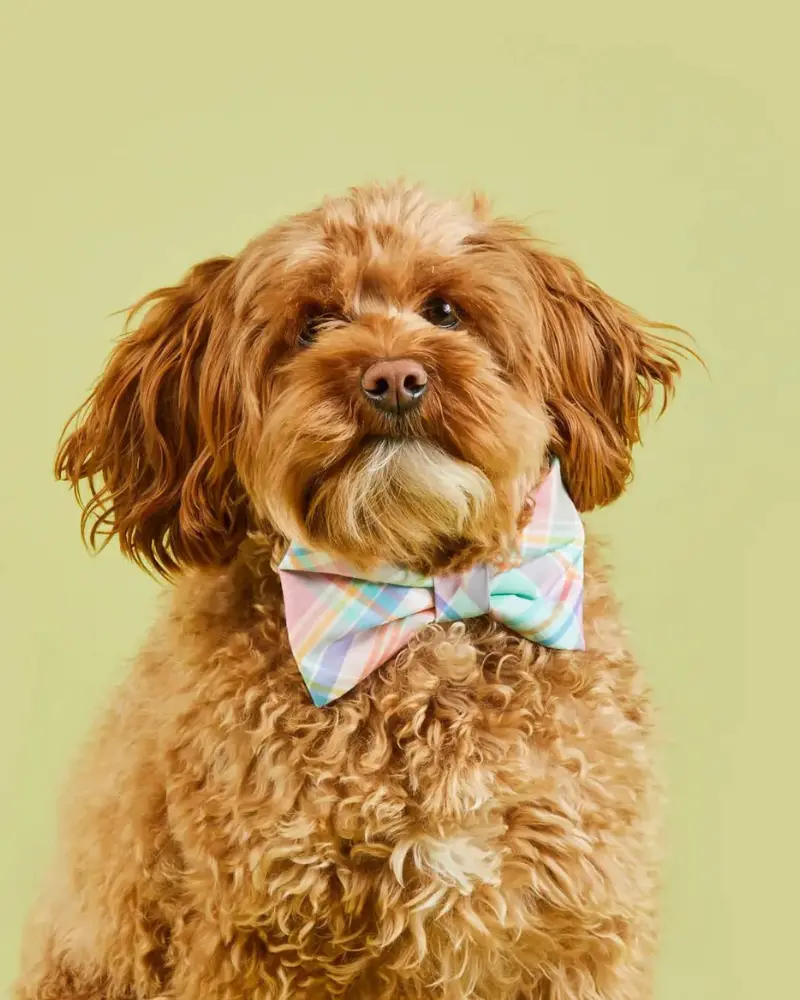 Blooming Plaid Dog Bow Tie (Final Sale) 1