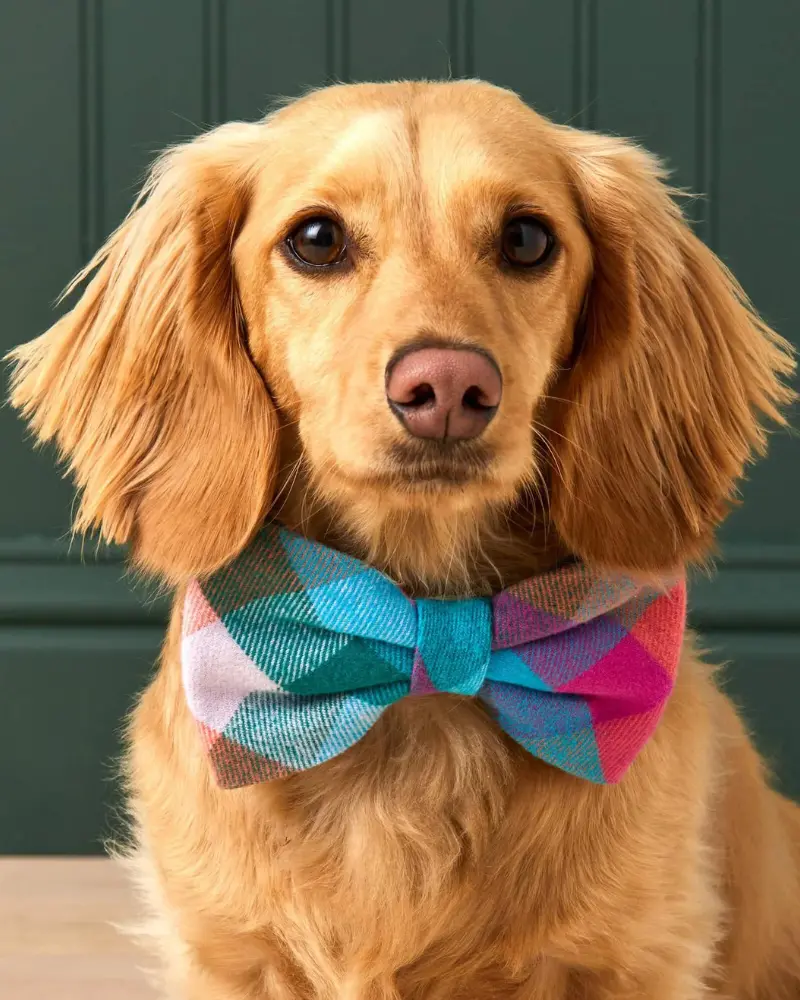 Color Pop Flannel Dog Bow Tie (Made In The Usa) 1