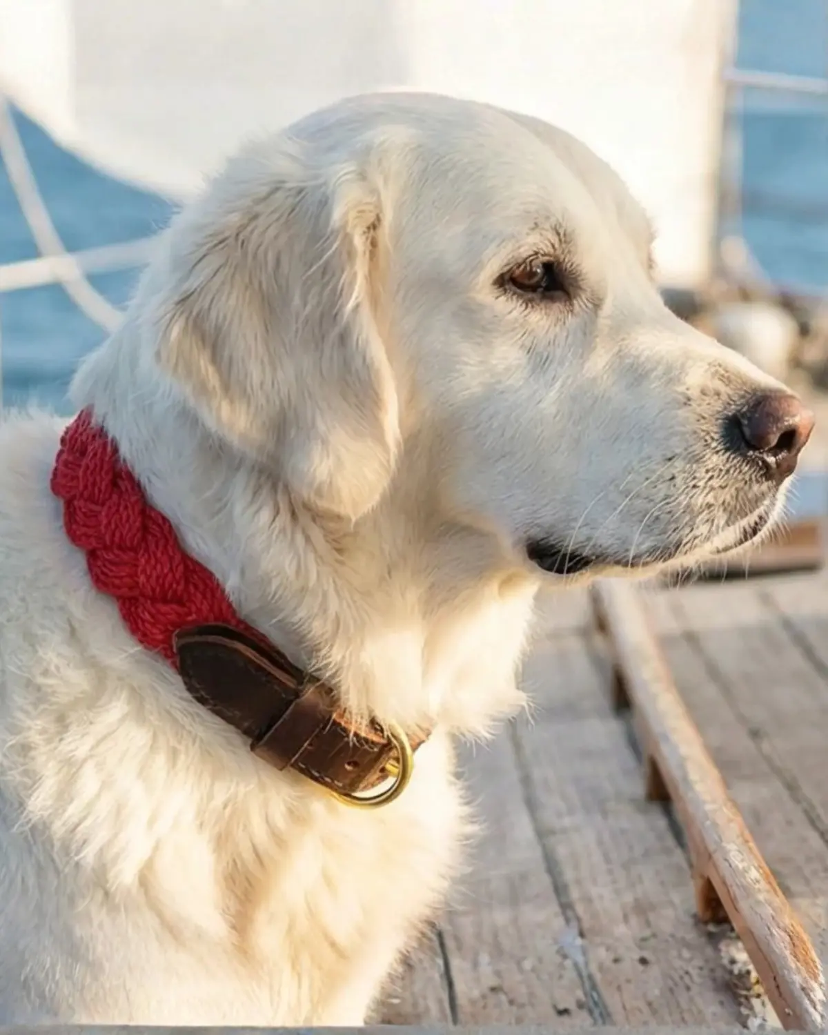 Seaside Cotton Woven Rope Dog Collar In Red 1